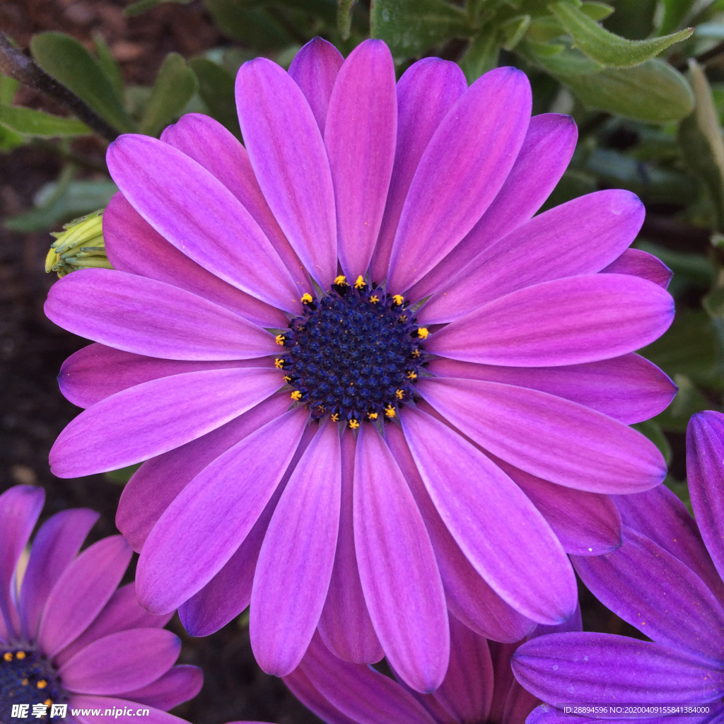 鲜花