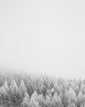 雪松