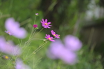 山菊花