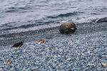 海边动物