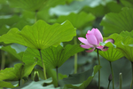 荷花池