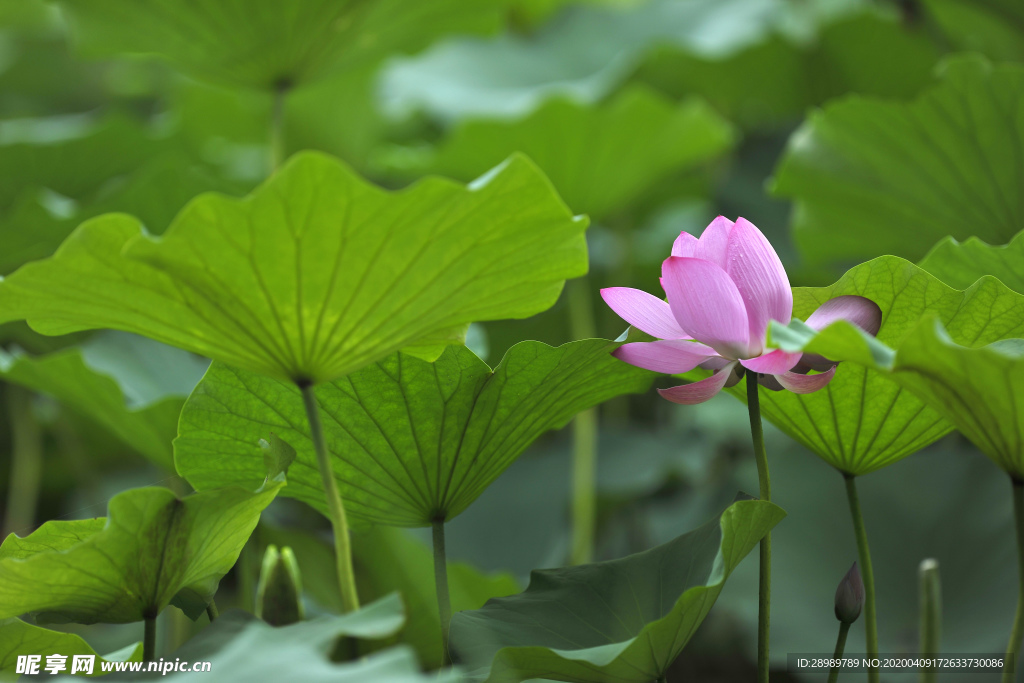 荷花池