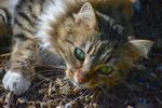 猫 动物 小猫 快乐 有趣 可