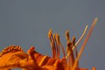 花睿