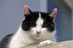 猫 宠物 小猫 家猫 花猫 喵