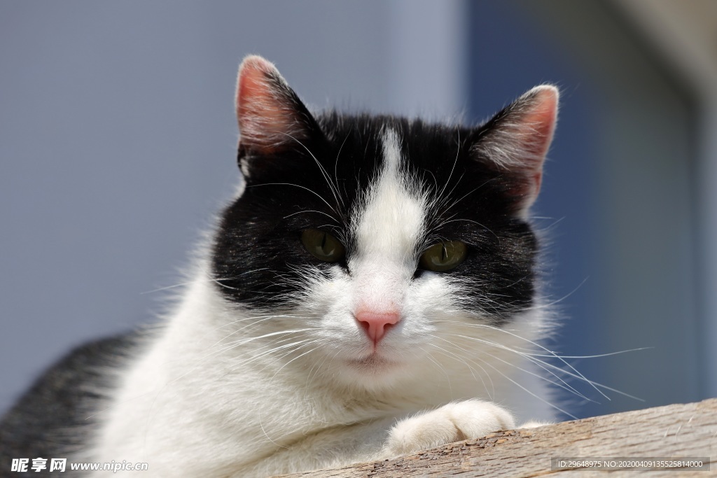 猫 宠物 小猫 家猫 花猫 喵