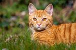 猫 宠物 小猫 家猫 黄猫 喵