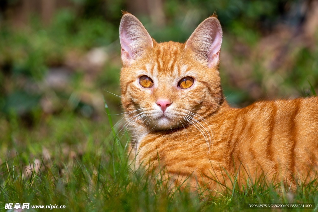 猫 宠物 小猫 家猫 黄猫 喵