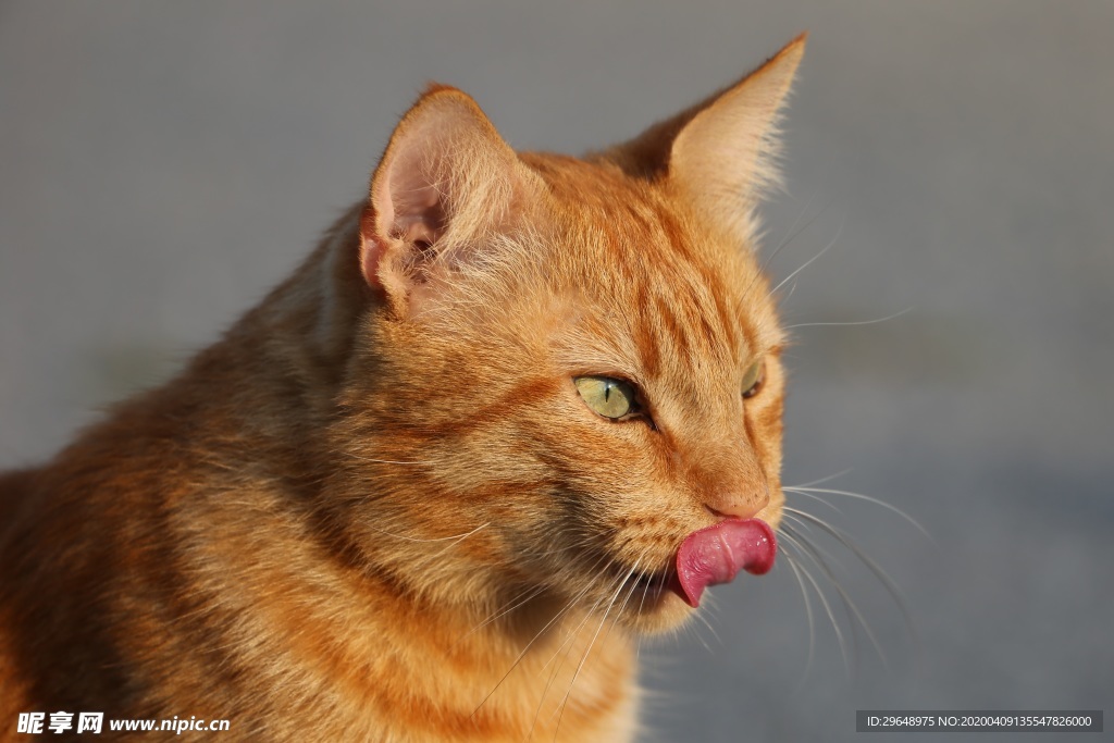 猫 宠物 小猫 家猫 黄猫 喵