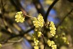 黄花风光 黄菊 黄花绿叶 黄花