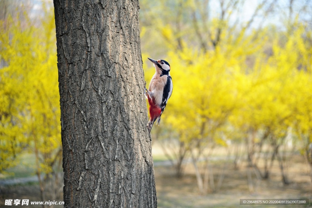 啄木鸟 大斑啄木鸟 生态 环境