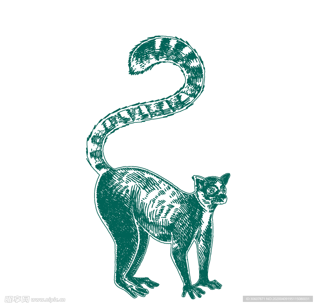 小熊猫