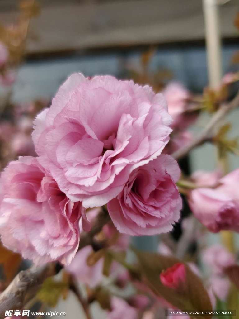 樱花 特写 粉色 多层