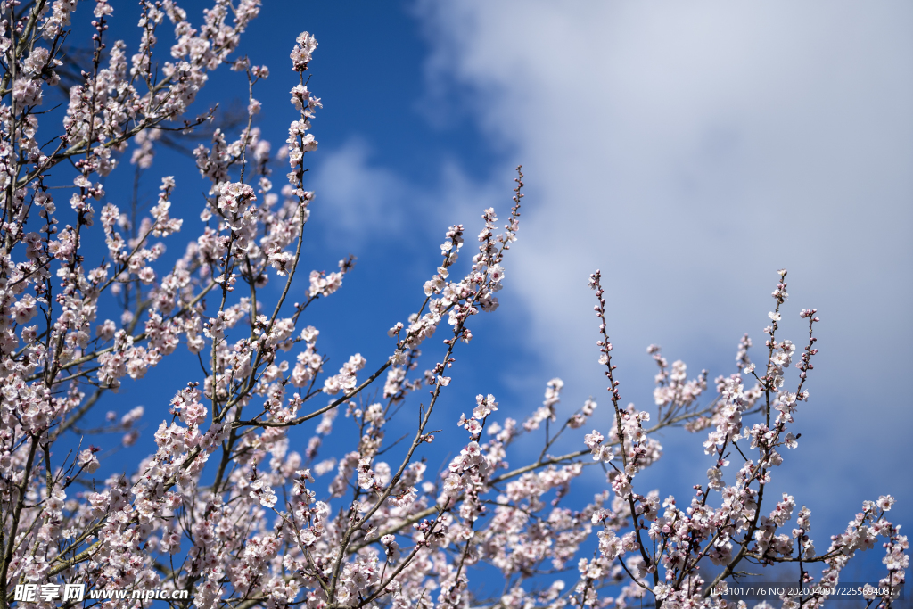 樱花树