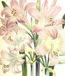 手绘插画百合花