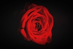 玫瑰花