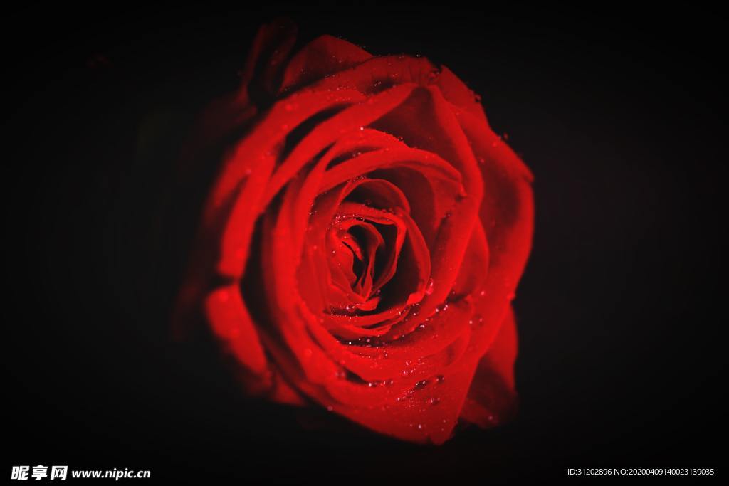 玫瑰花