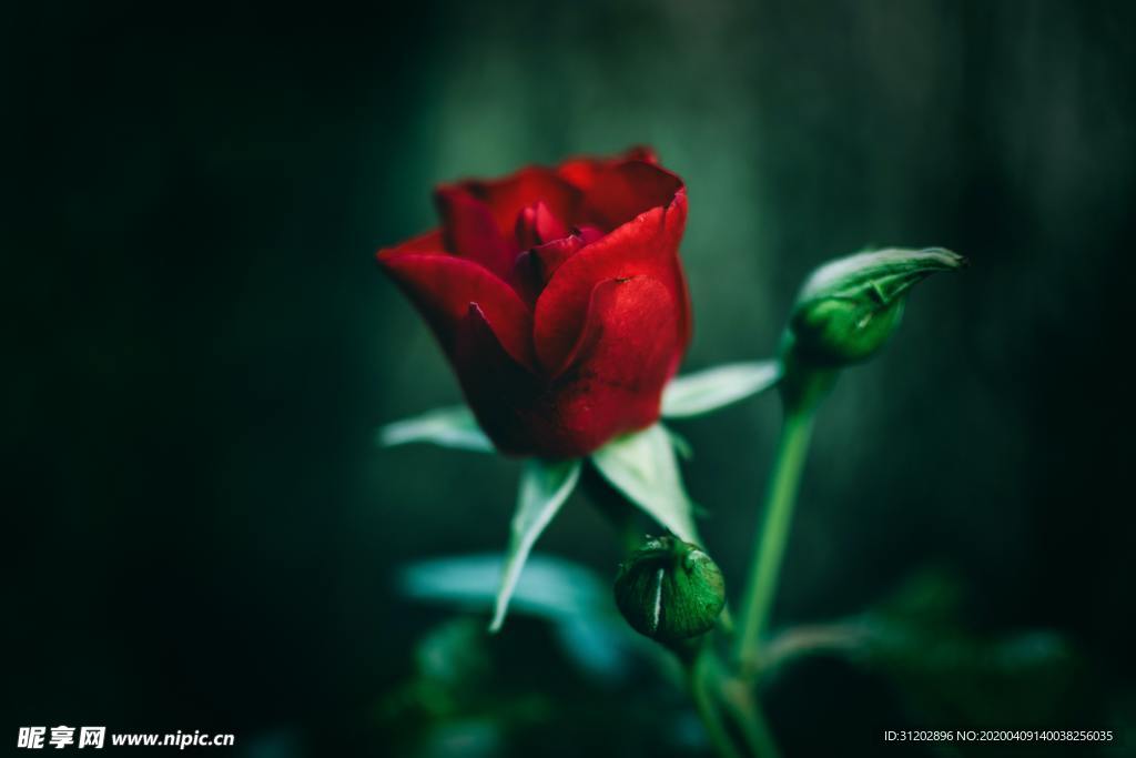 玫瑰花