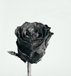 玫瑰花