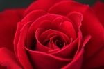 玫瑰花