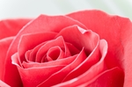 玫瑰花