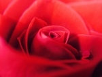 玫瑰花
