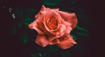 玫瑰花