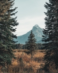 远山森林