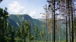 森林树远山