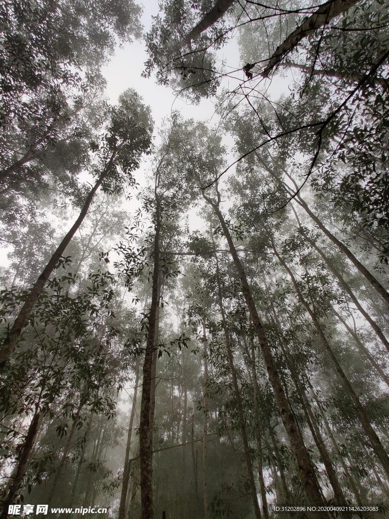 森林树