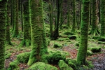 树青苔苔藓