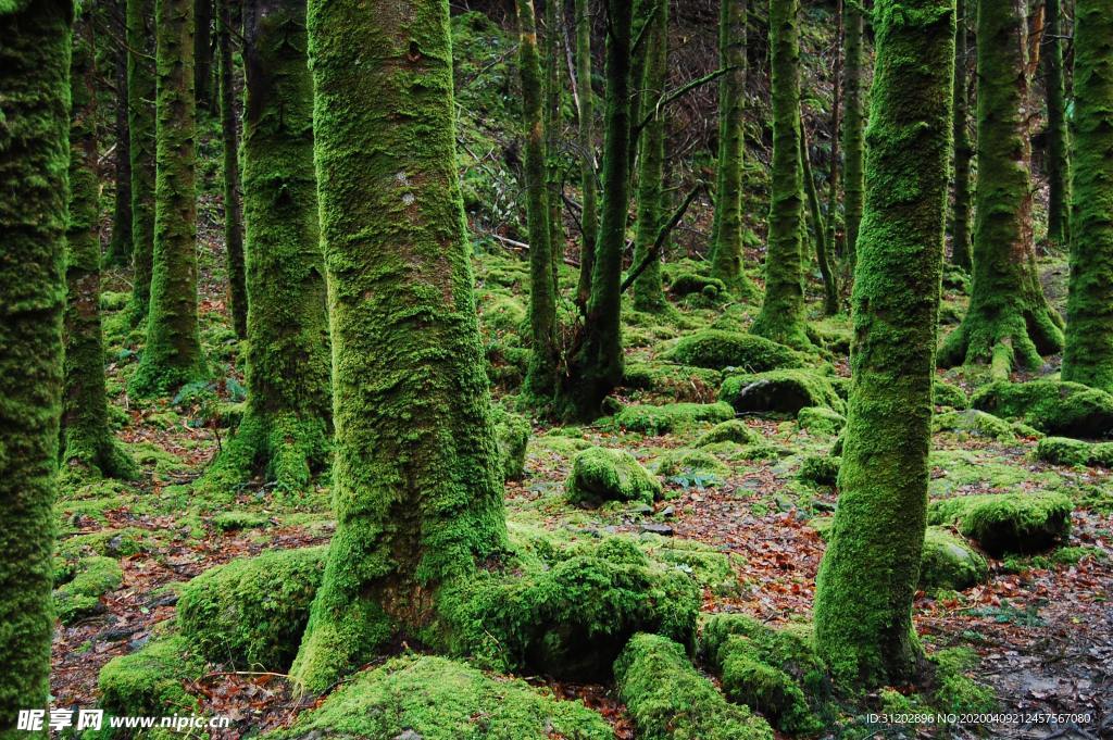 树青苔苔藓