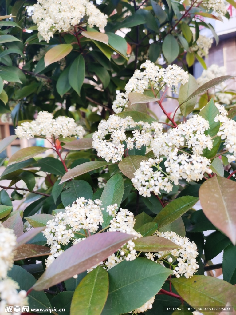 石楠花