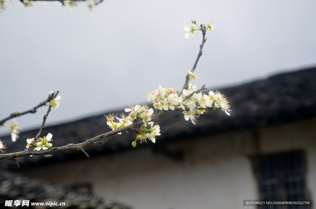 李子花开