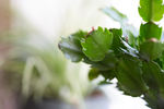 绿色植物
