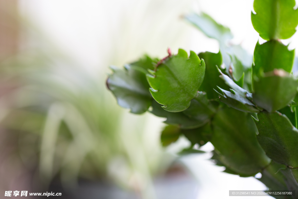 绿色植物