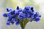 蓝花
