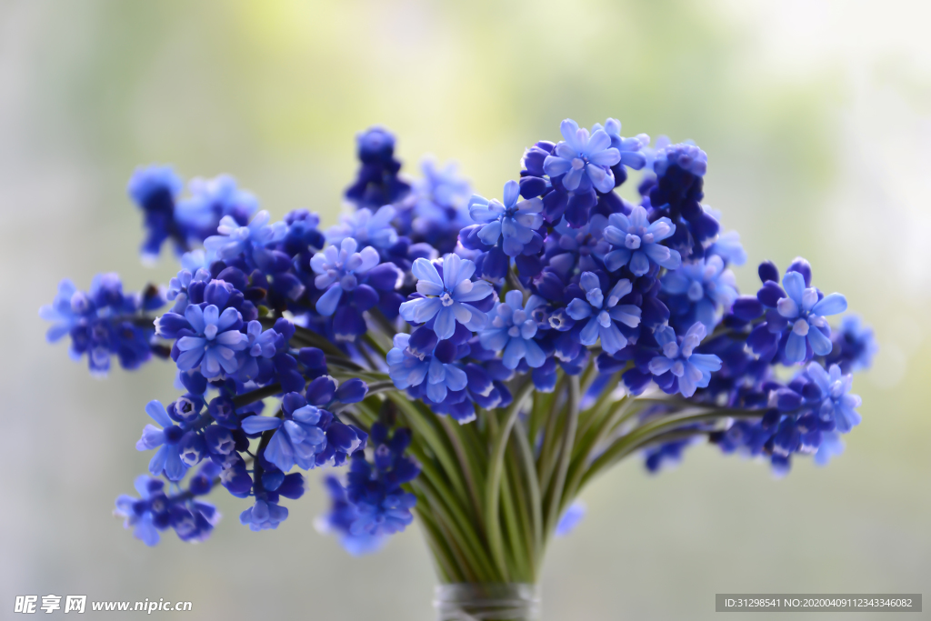 蓝花