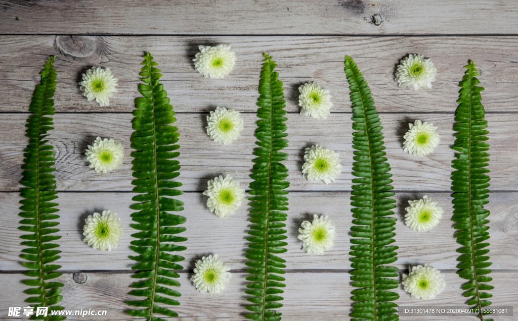 植物拼图