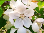 百合花