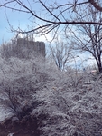 积雪树