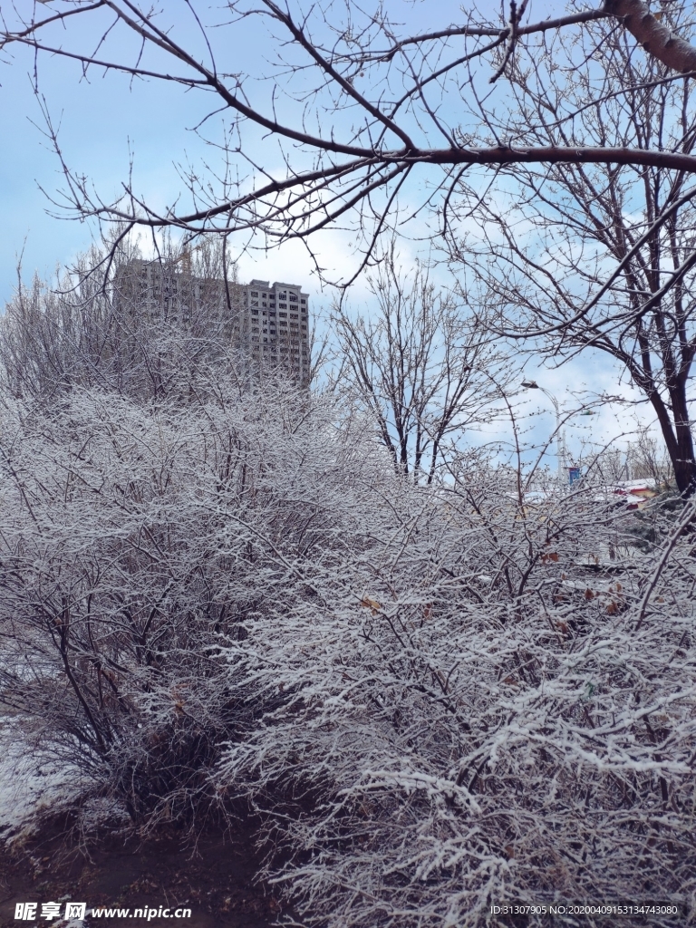 积雪树