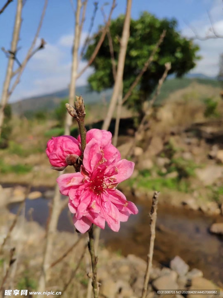 桃花