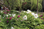 芍药花