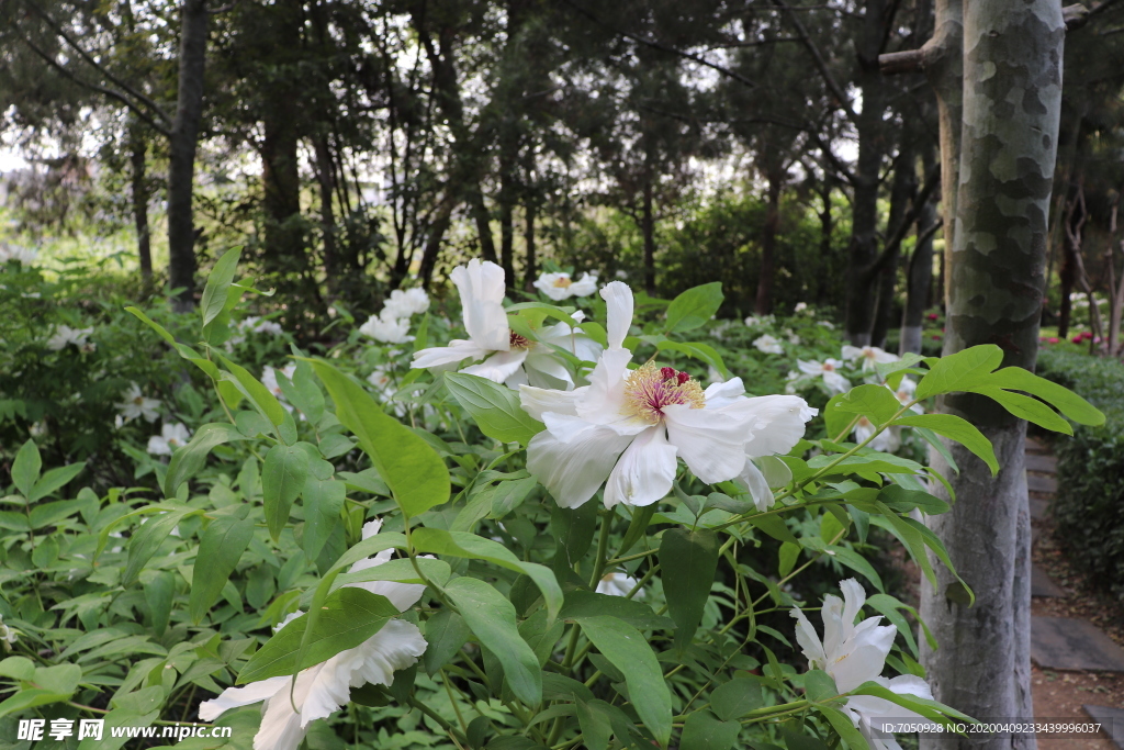 芍药花