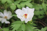 芍药花