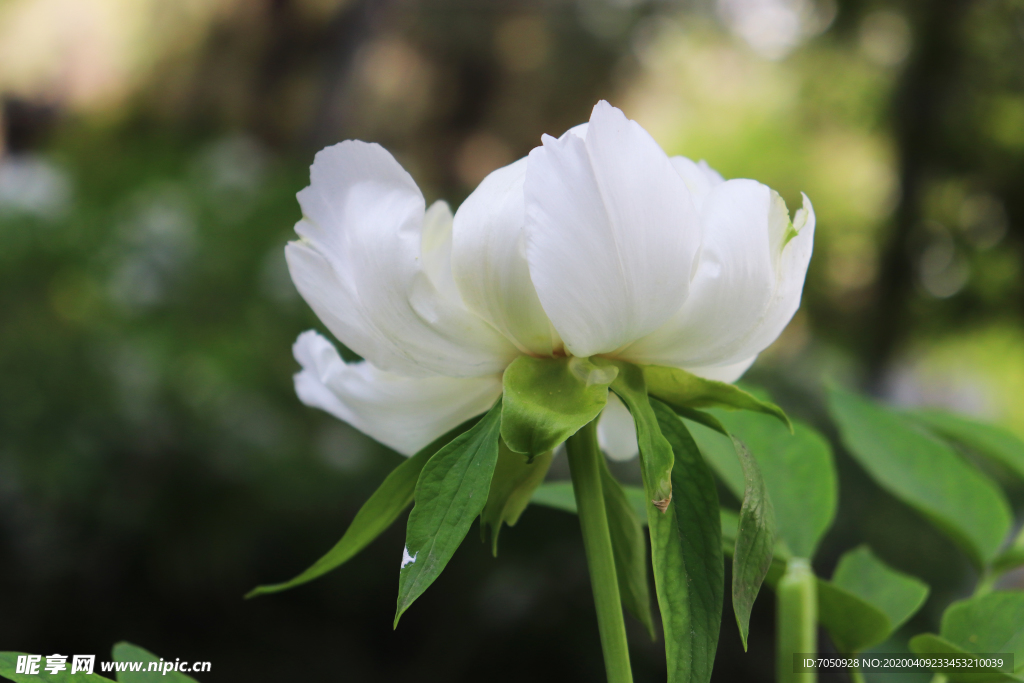 芍药花