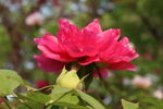 牡丹花