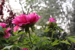 牡丹花