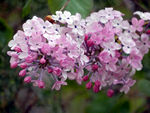 丁香花